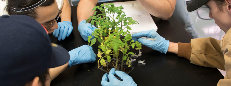 Students Touching a Plant