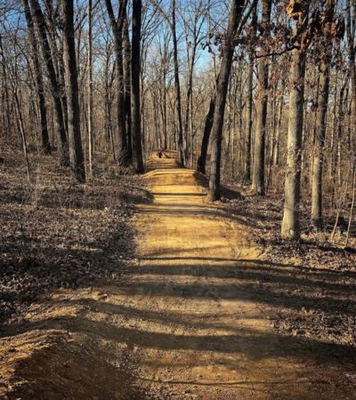 Trail in the Woods